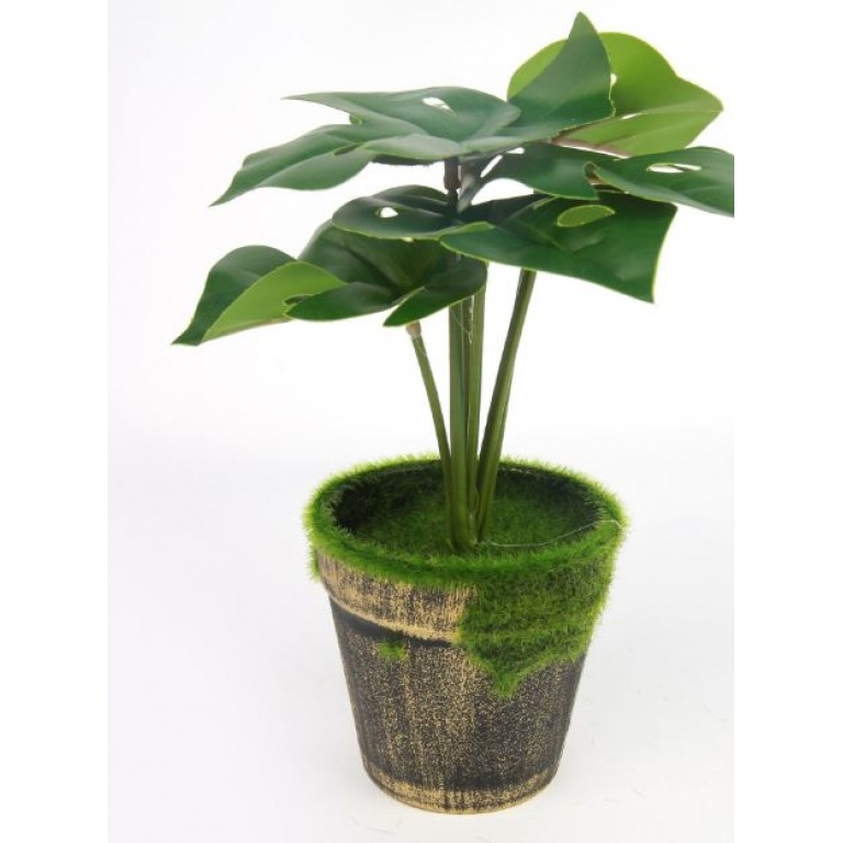 PLANTA 6 HOJAS VERDES CON HUECOS